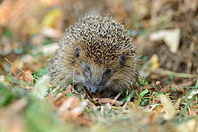 《零：濡鸦之巫女》新增服装预览图 性感装吸睛